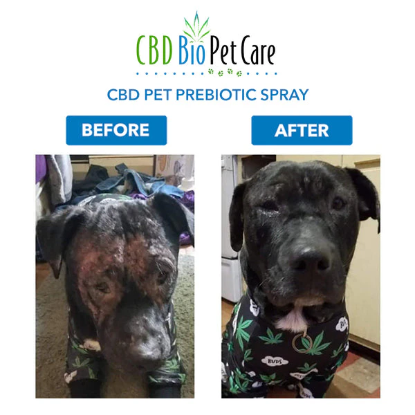 Prebiotic Topical Spray With Natural CBD For Hot Spots on Pets from CBD BioCare Pet Care